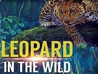 Leopard In The Wild
